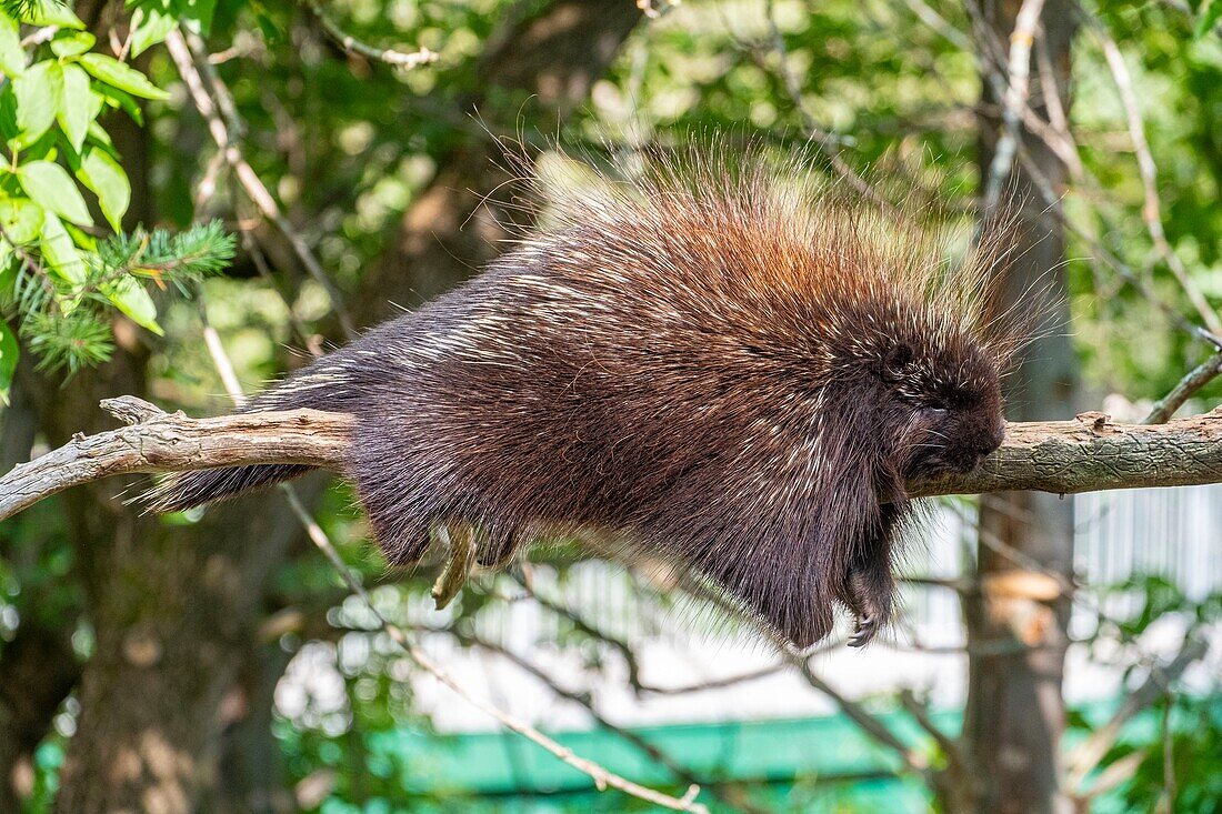 Canada, Quebec province, Lake Saint Jean region, Wild Zoo Saint Felicien