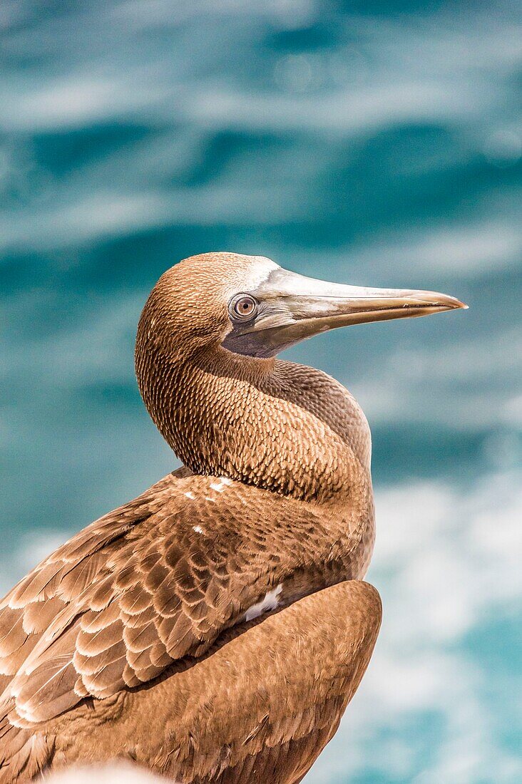 Ecuador,Galapagos-Archipel,von der UNESCO zum Weltnaturerbe erklärt,Insel Santa Cruz,Plaza South Island,Blaufußtölpel (Sula nebouxii),Jungtier