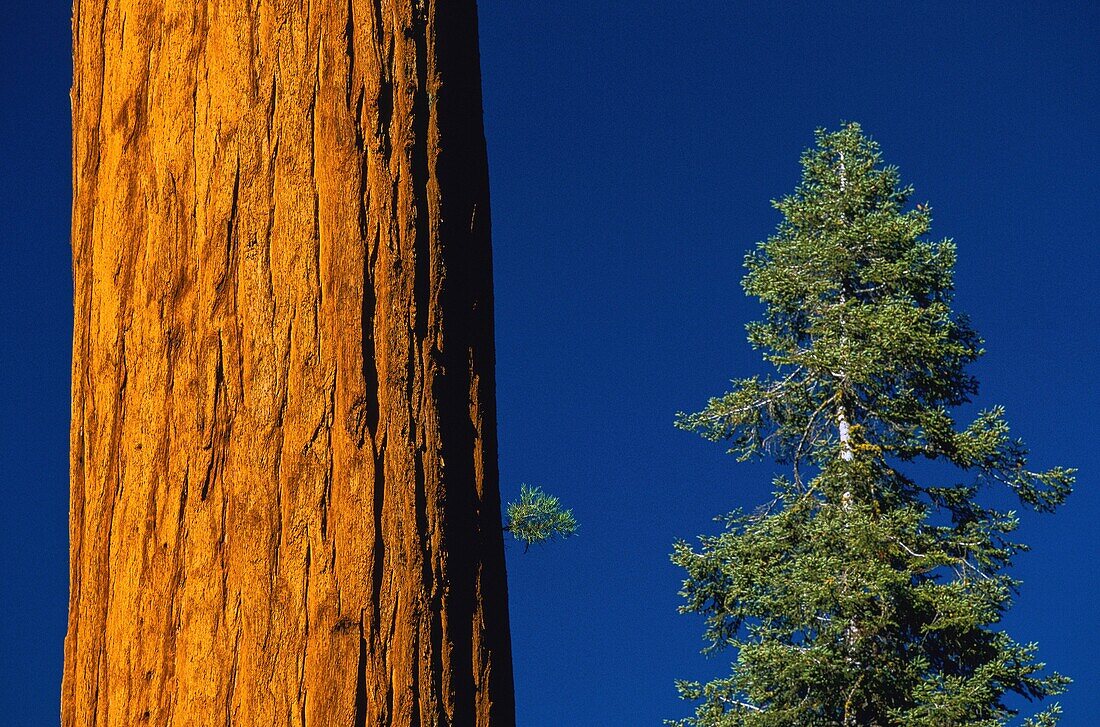 Vereinigte Staaten,Kalifornien,Sequoia-Nationalpark,der Sequoia-Nationalpark ist bekannt für seine zahlreichen Mammutbäume,darunter der größte,General Sherman