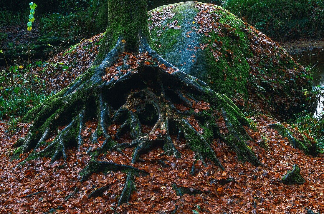 France, Brittany, Huelgoat, France, Brittany, Finistere, Huelgoat, Huelgoat Forest