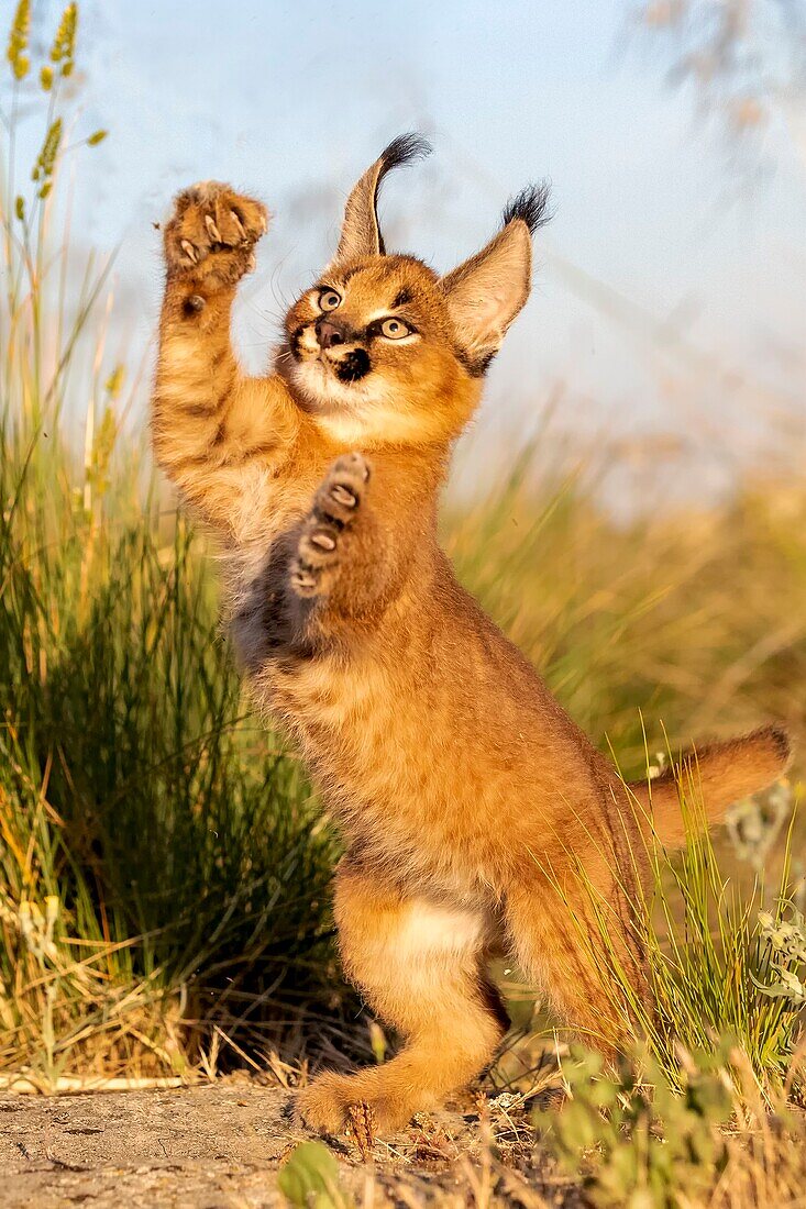 Caracal (Caracal caracal) , Occurs in Africa and Asia, Young animal 9 weeks old, jumping, Captive