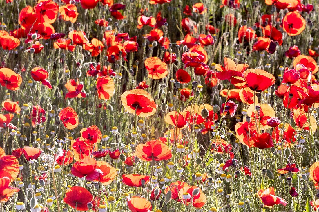 Spanien,Gewöhnlicher Mohn (Papaver rhoeas),Morgen ,©oquelicot (Papaver rhoeas),le matin