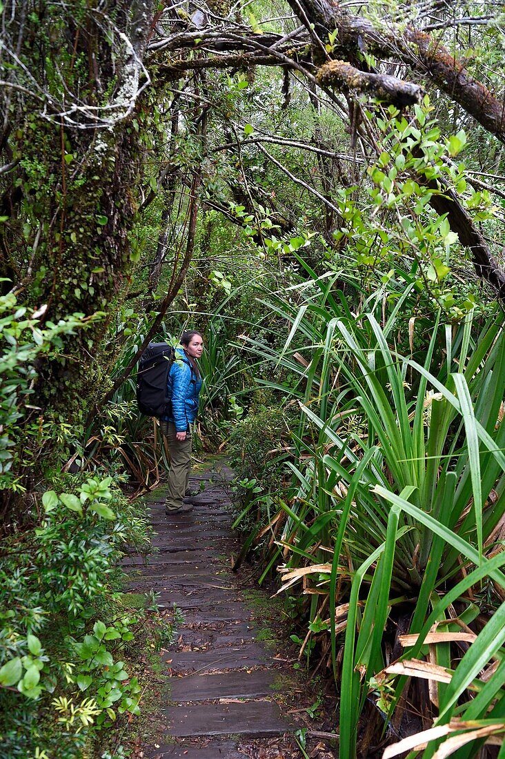 Chile,Region Los Lagos,Insel Chiloé,Cucao,Chiloe-Nationalpark,Tepual-Weg