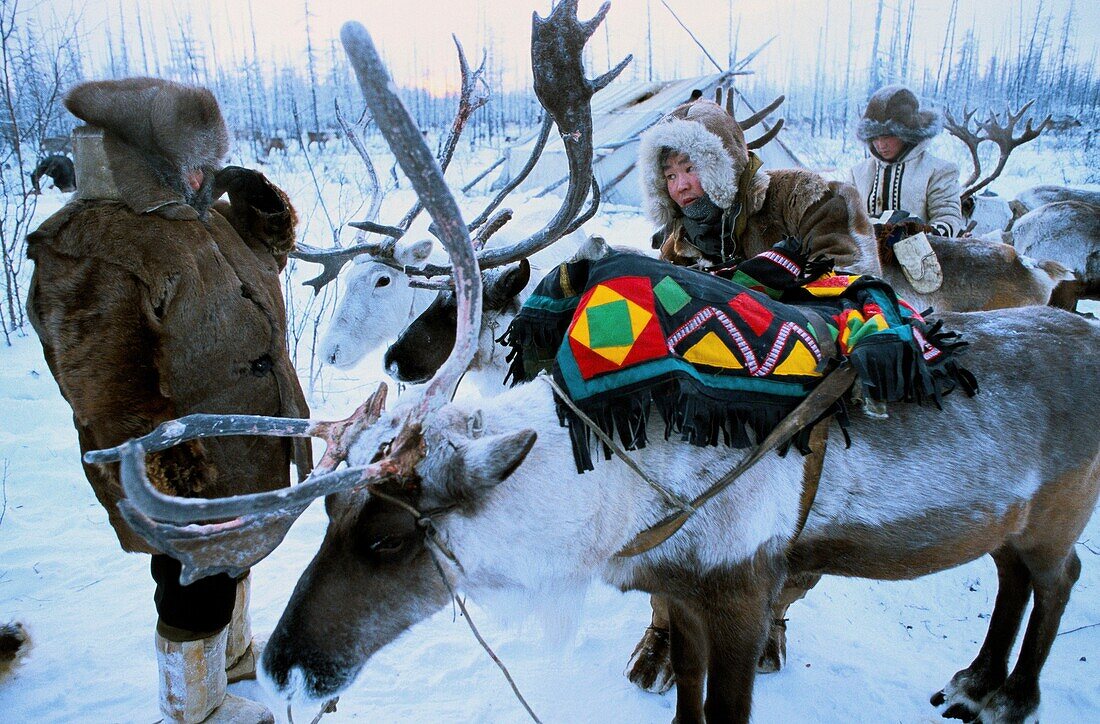 Russia, Sakha, Capture reindeer for tagging, Evenks are nomadic reindeer herders of taiga in Siberia