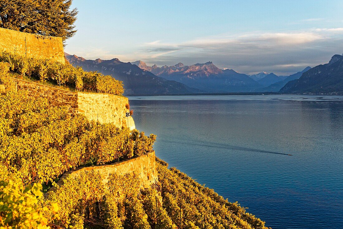 Schweiz,Kanton Waadt,Weinbergterrassen des Lavaux,von der UNESCO zum Weltkulturerbe erklärt,erstreckt sich von Montreux bis Lausanne auf 32 km entlang des Genfersees und 850 ha