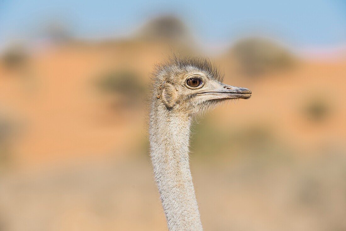 Namibia,Provinz Hardap,Bagatelle Kalahari Reservat,Strauß