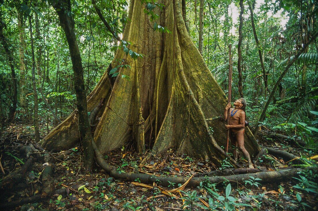 Ecuador, Orellana, Rio Cononaco, Group of hunters at the foot of a cheese maker, the Huaorani are one of the last two tribes of hunter-gatherers who live in the heart of the rainforest of Ecuador