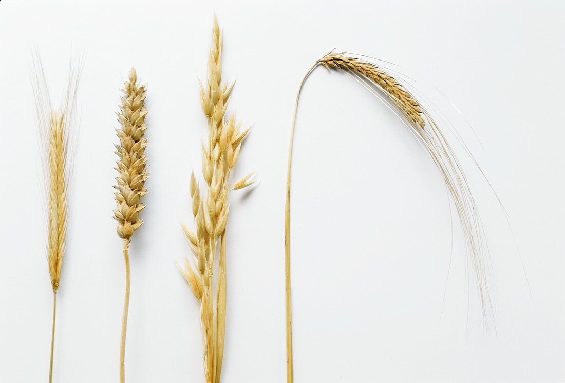 Vier Getreidesorten