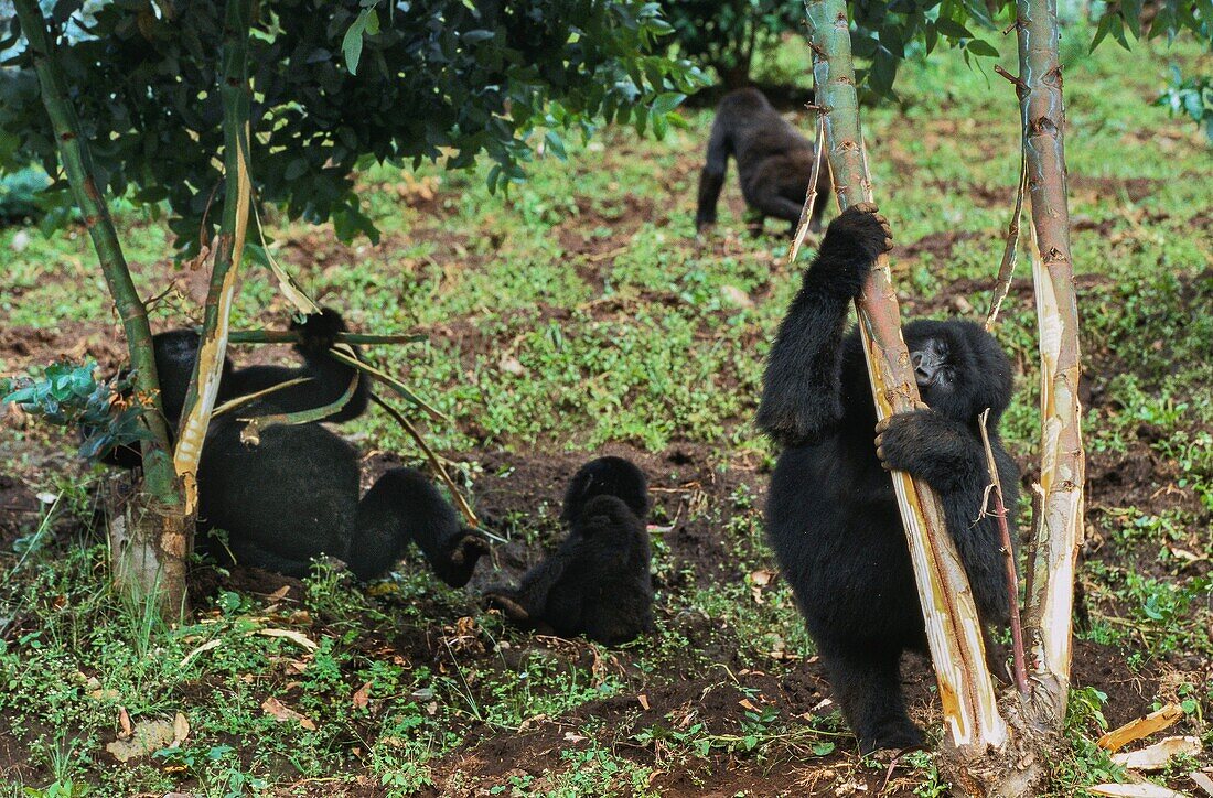 Ruanda,Nordprovinz,Vulkanischer Nationalpark,die Sabinyo-Gruppe besteht aus 13 Mitgliedern,darunter ein Silberrücken,nachdem ein anderer aus der Gruppe verbannt wurde