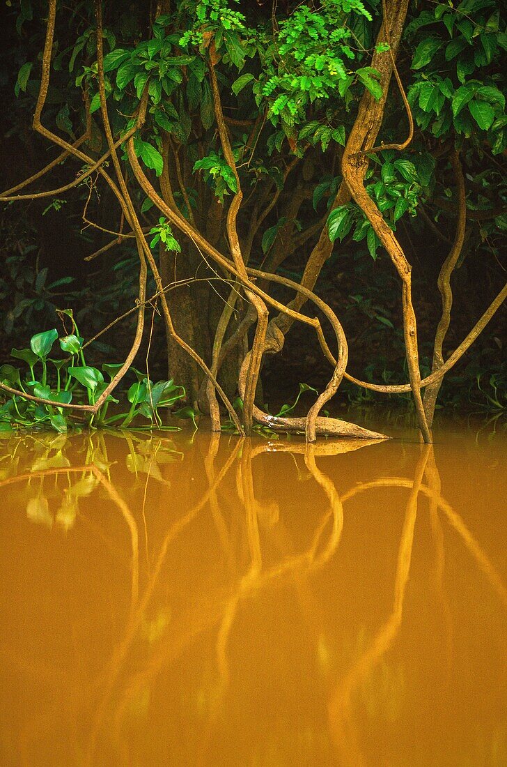 Malaysia, Borneo, Kinabatangan River, crosses lands entirely devoted to the cultivation of oil palms