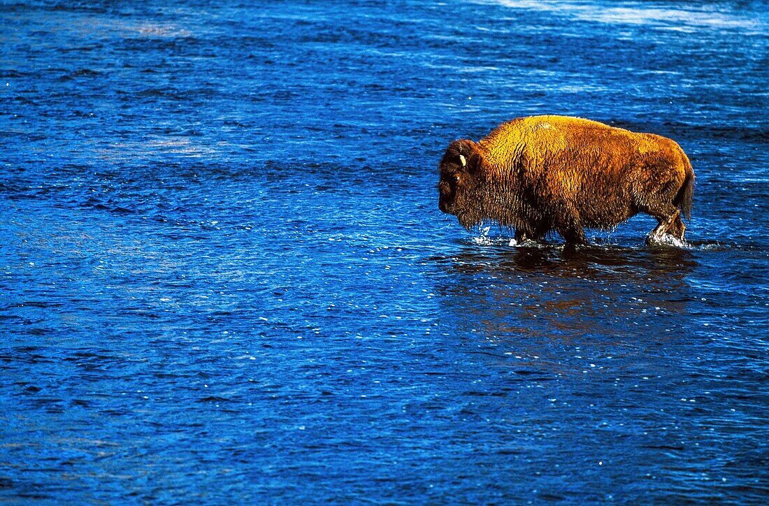 Vereinigte Staaten,Montana,Whyoming und Idaho,Yellowstone National Park,Bisons im Yellowstone National Park