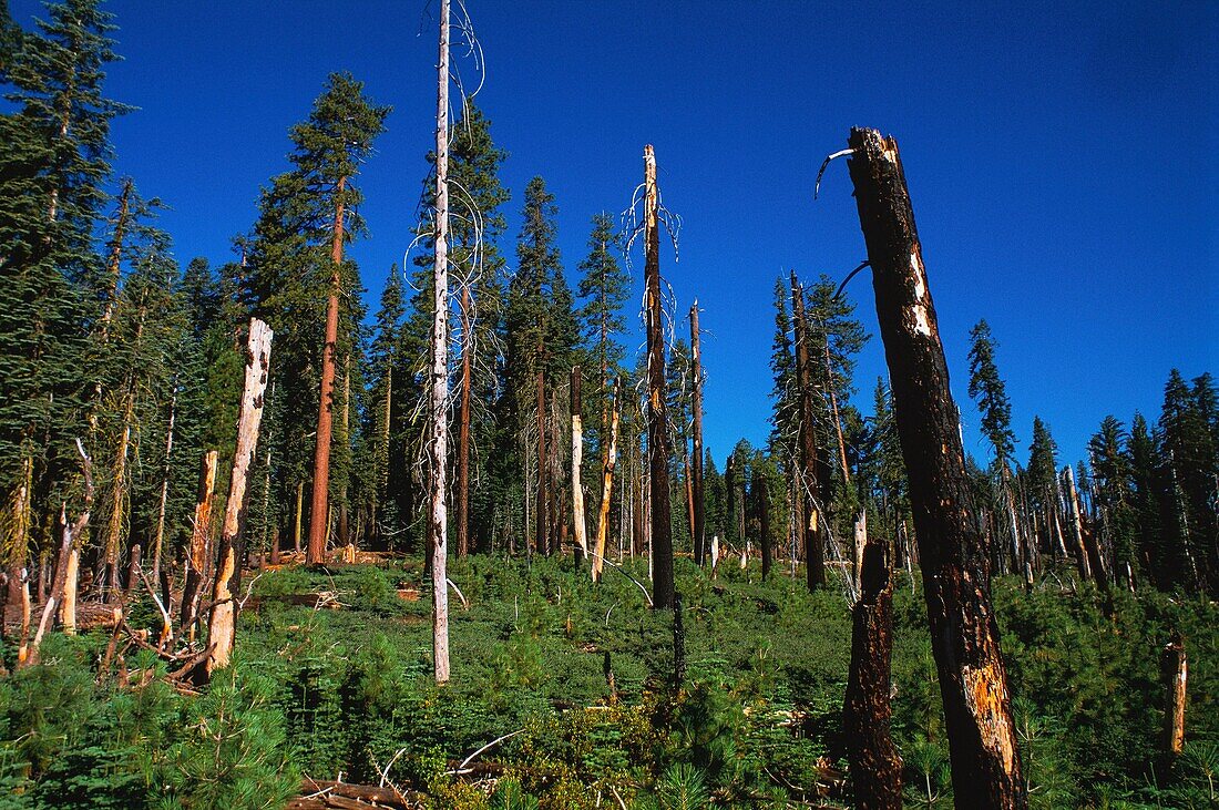 United States, California, Yosemite National Park, Fire plays an important role in the renewal of giant sequoia trees (Sequoiadendron giganteum)