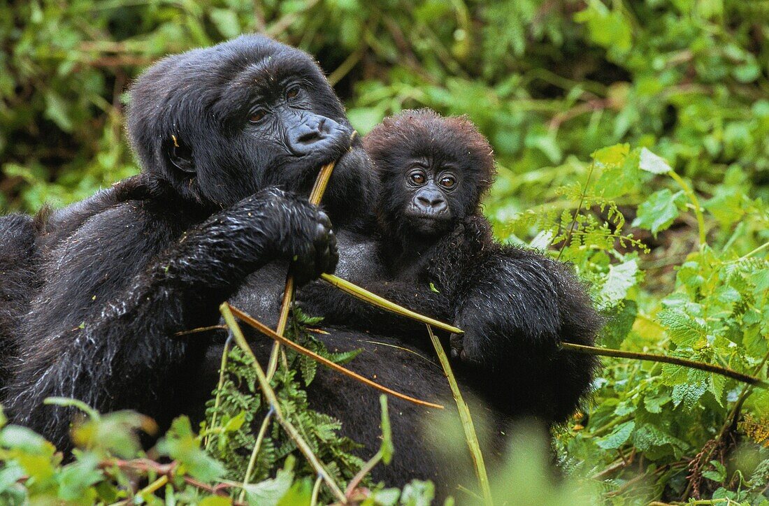 Ruanda,Nordprovinz,Volcanoes-Nationalpark,der Berggorilla (Gorilla beringei) kann zwei Meter hoch werden und 300 Kilo wiegen