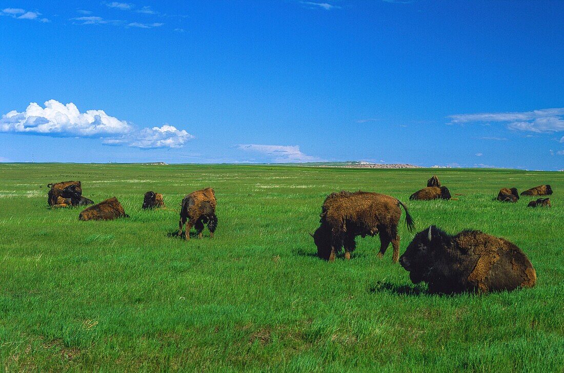 United States, South Dakota, Badlands National Park, Bison Herds in Badlands National Park