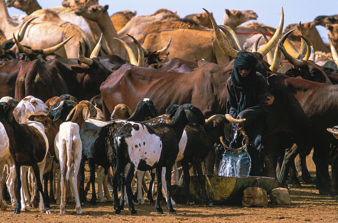 Niger, Ingall, Peul nomads and their flocks