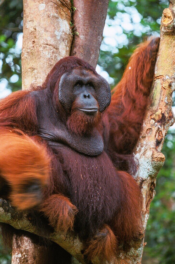 Malaysia,Sarawak,Semengok,das Semonggok Wildlife Rehabilitation Center befindet sich südlich von Kuching und ist ein Rehabilitationszentrum für verletzte oder gefangene Orangs-Utans