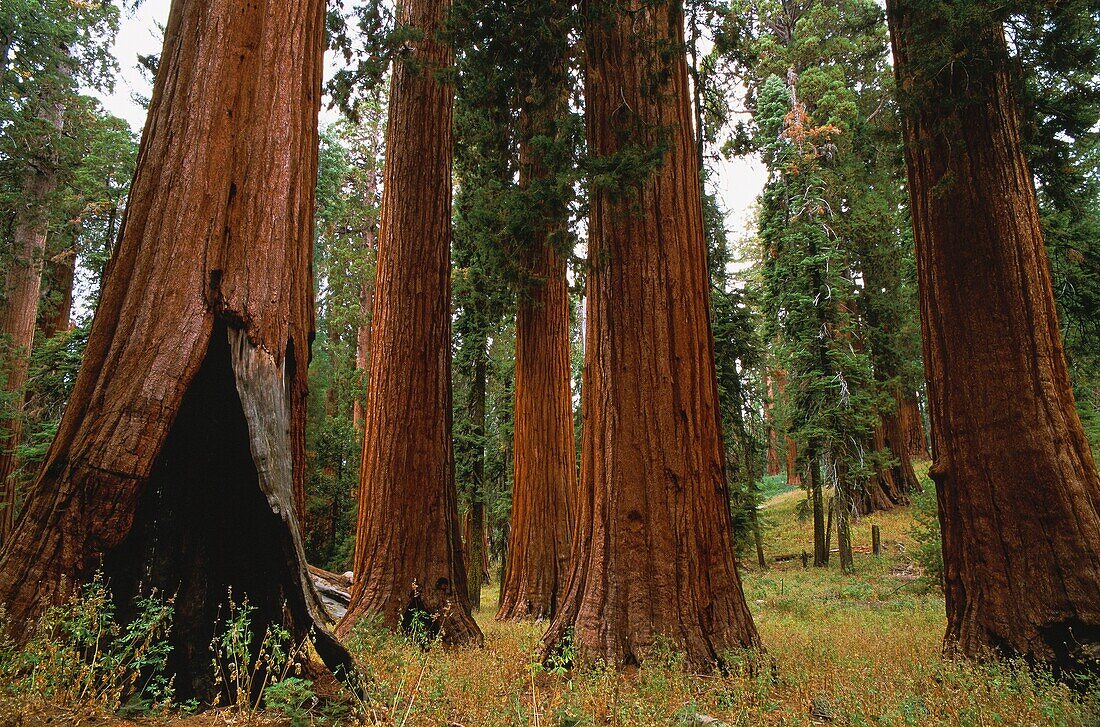 United States, California, Yosemite National Park, Fire plays an important role in the renewal of giant sequoia trees (Sequoiadendron giganteum)