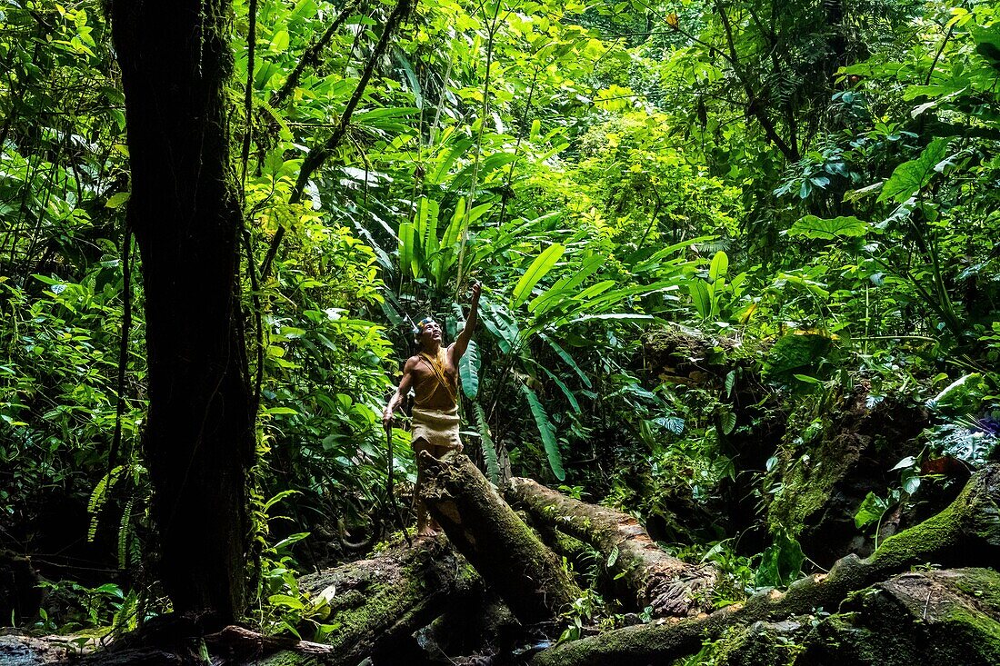 Ecuador, Tena, immersion life experience with the Waoranis of the Rio Nushino, progress in primary forest