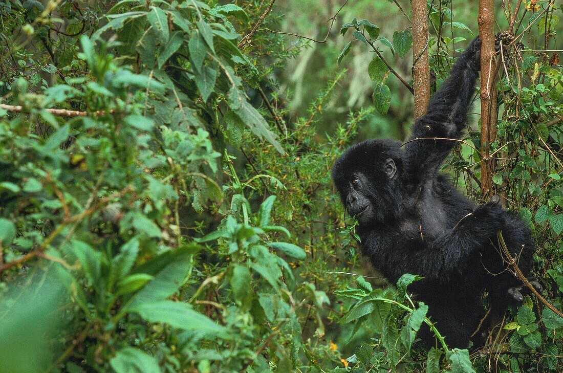 Rwanda, Northern Province, Volcanoes National Park, Susa Group, with 35 individuals, is the largest gorilla group in the park