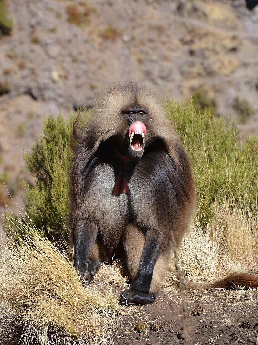 Äthiopien,Simien-Nationalpark,Gelada-Pavian