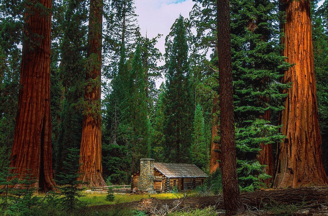 United States, California, Yosemite National Park, Mariposa Grove Sequoia Forest