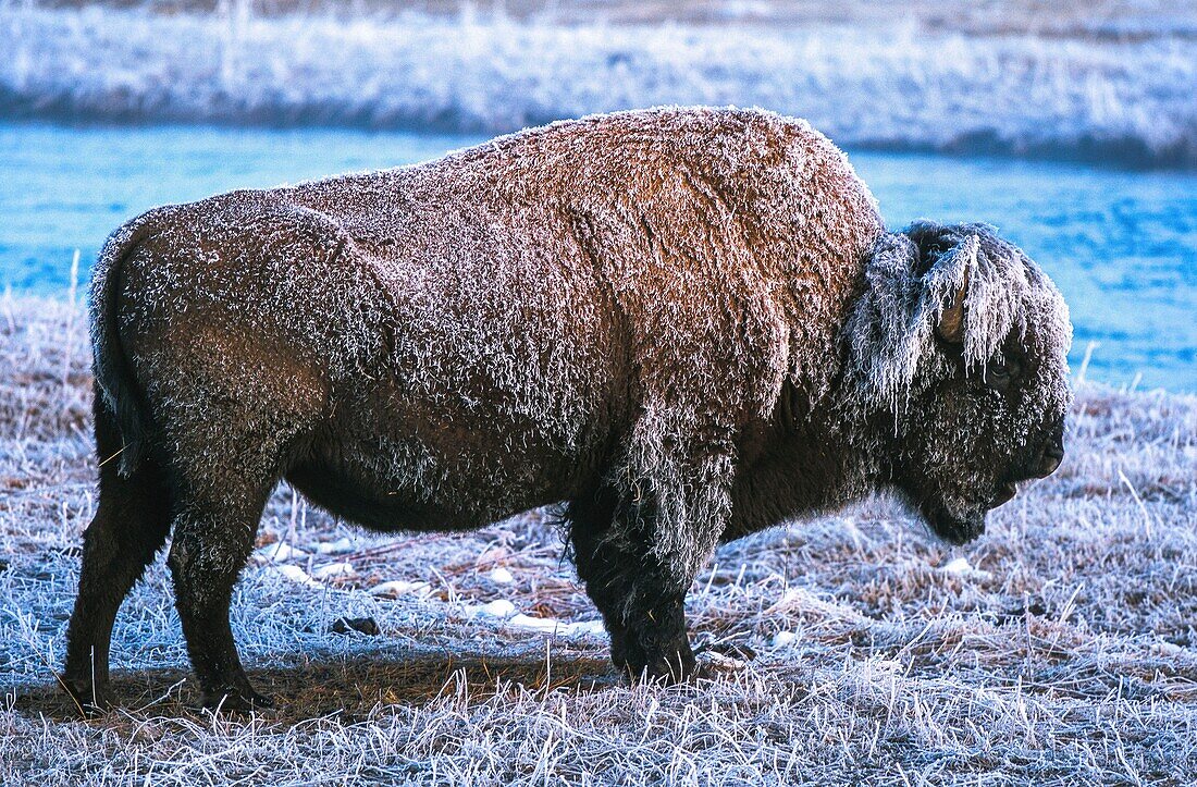 Vereinigte Staaten,Montana,Whyoming und Idaho,Yellowstone-Nationalpark,Bison im Yellowstone-Nationalpark