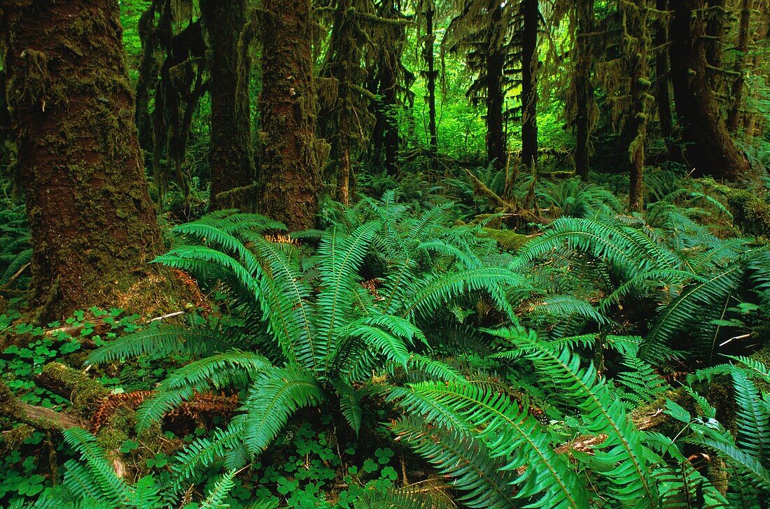 United States, Washington State, Olympic National Park, Olympic National Park, Wet Forests