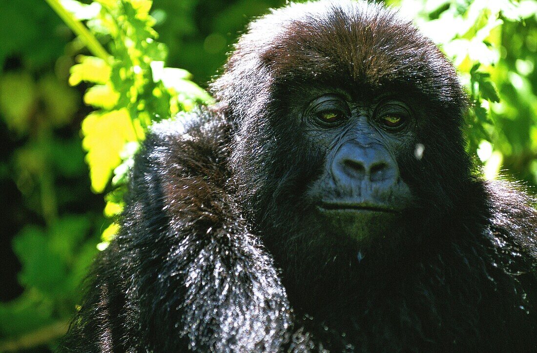 Ruanda,Nordprovinz,Vulkan-Nationalpark,die Gruppe besteht aus 13 Mitgliedern,darunter ein Silberrücken,nachdem ein anderer aus der Gruppe verbannt wurde der Anführer der Gruppe,Guhonda,ist der größte Silberrücken des Parks und wiegt etwa 220 kg die Gruppe wurde nach dem Sabinyo-Vulkan benannt,was die Zähne des alten Mannes bedeutet