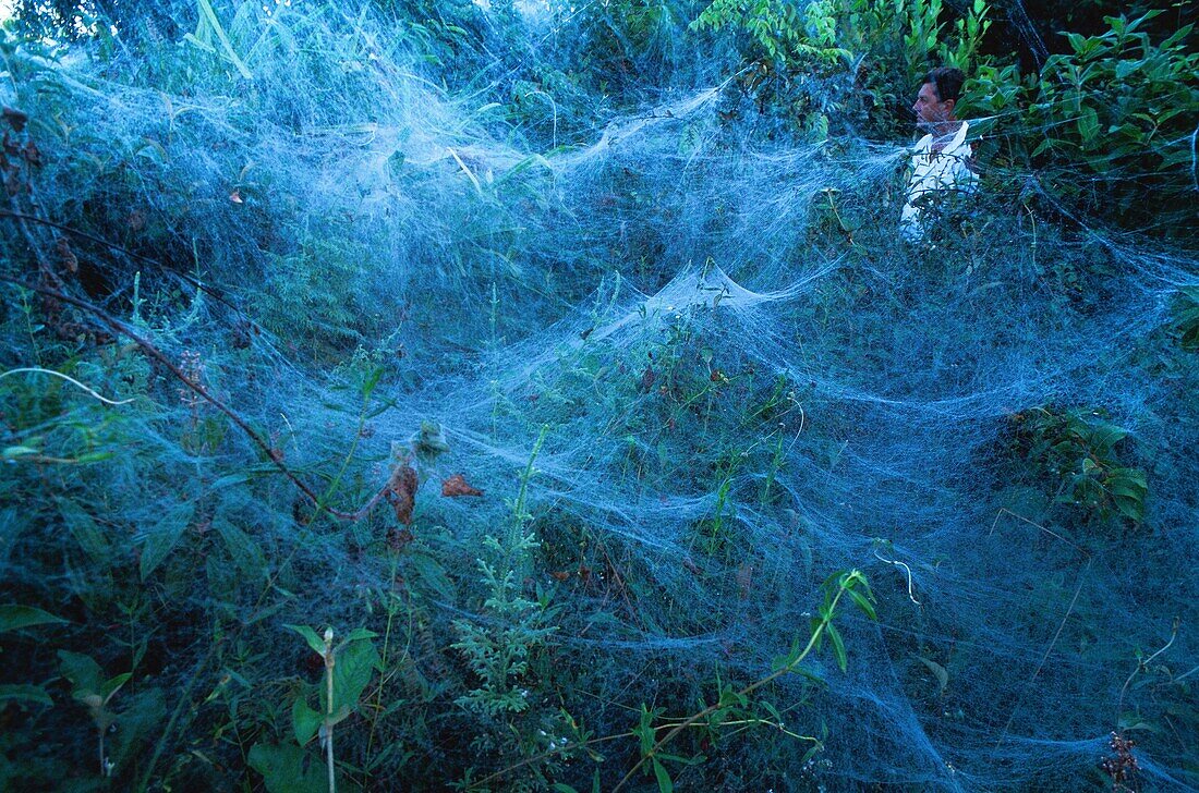 France, French Guiana, Amazonia, Social spider colonies (Anelosimus eximius) build large canvases with a volume between 1 liter and 1000 m3