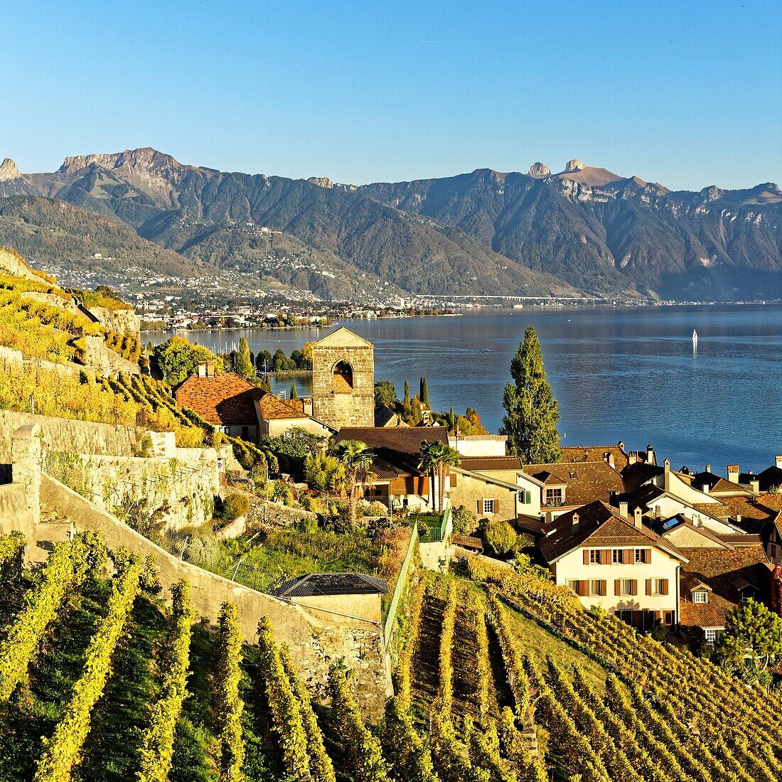 Schweiz,Kanton Waadt,Lavaux Weinbergterrassen,von der UNESCO zum Weltkulturerbe erklärt,erstreckt sich von Montreux bis Lausanne auf 32 km entlang des Genfersees und 850 ha,das Dorf Saint Saphorin