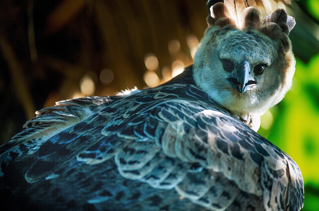 Ecuador, Orellana, Rio Cononaco, the fierce harpy (Harpia harpyja) is the largest and most powerful bird of prey in the rainforest