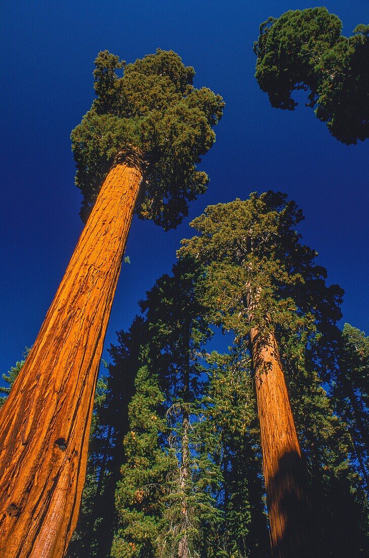 United States, California, Sequoia National Park, Sequoia National Park is renowned for its many giant redwoods including the largest, General Sherman