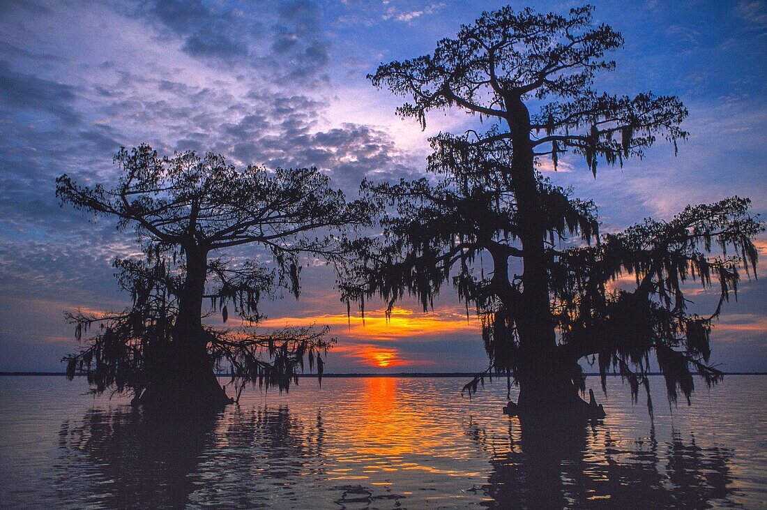 Vereinigte Staaten,Louisiana,Atchafalaya-Becken,Kahle Zypresse oder Louisiana-Zypresse (Taxodium distichum)