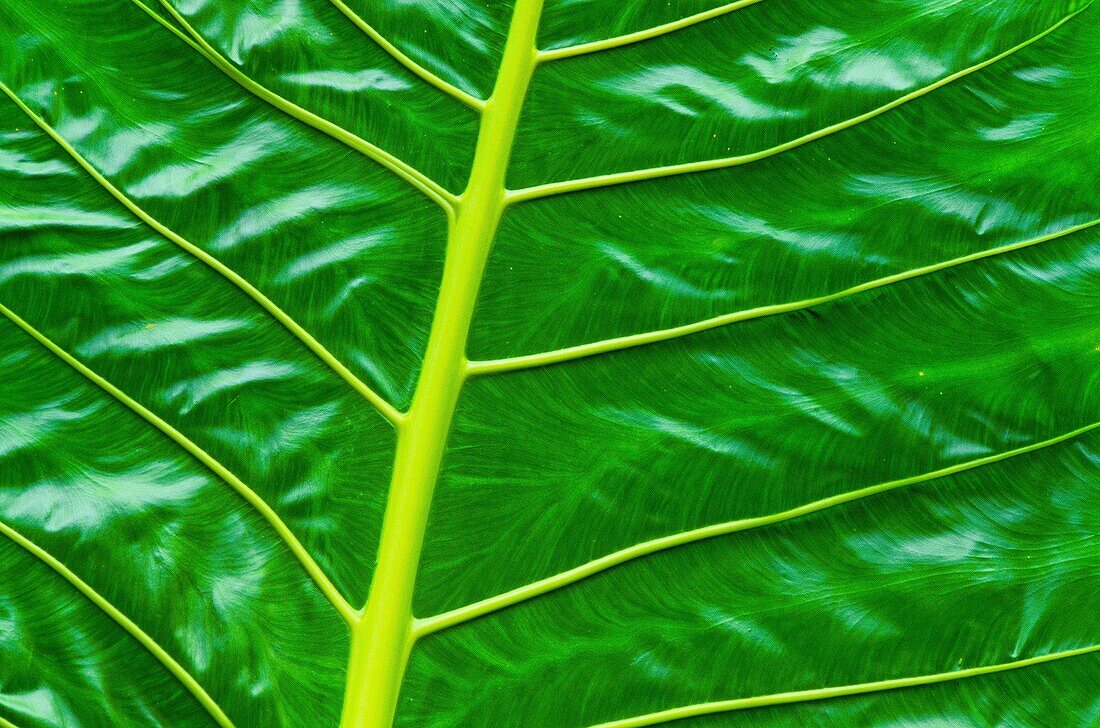 Malaysia,Borneo,Sarawak,Diese sehr anschauliche kleine Palme ist eine der vielen Arten,die auf der Insel Borneo zu finden sind