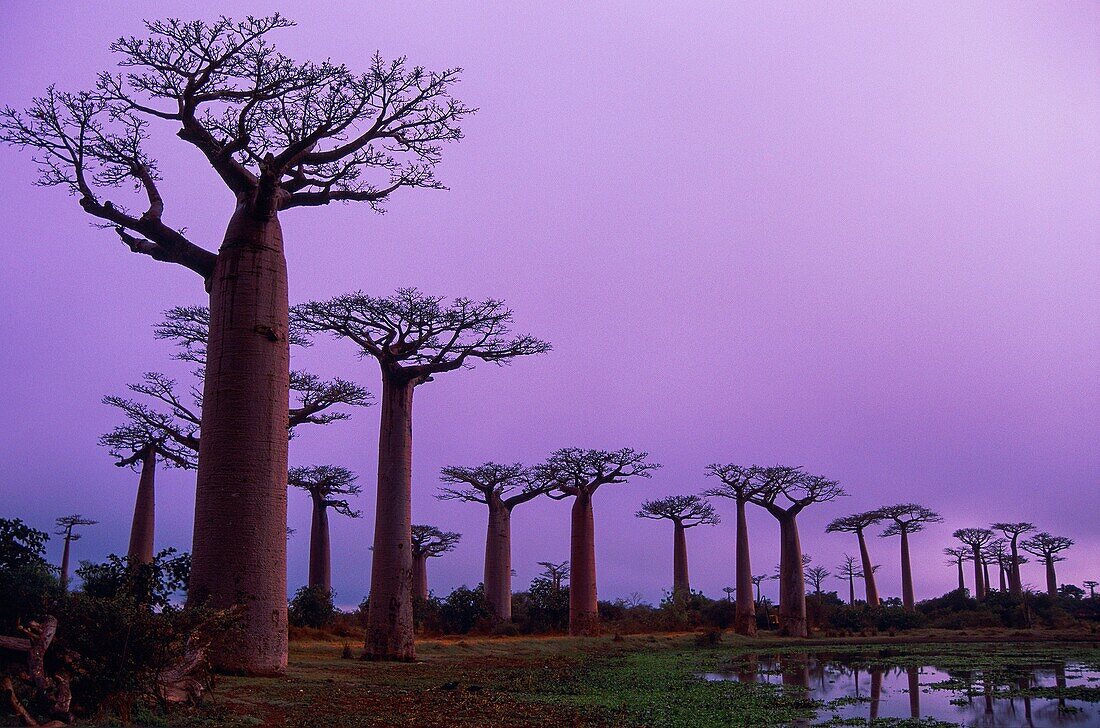 Madagascar, Tulear, Menabe, Baobab Alley, (Adansonia grandidieri)