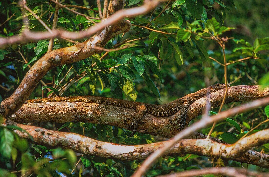 Malaysia,Borneo,Kinabatangan River,der malische Varan kann fast 3 m lang und bis zu 60 kg schwer werden