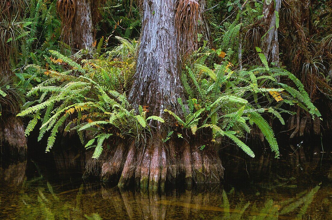 United States, Florida, Everglades National Park, Cypresses are conifers that thrive easily in freshwater