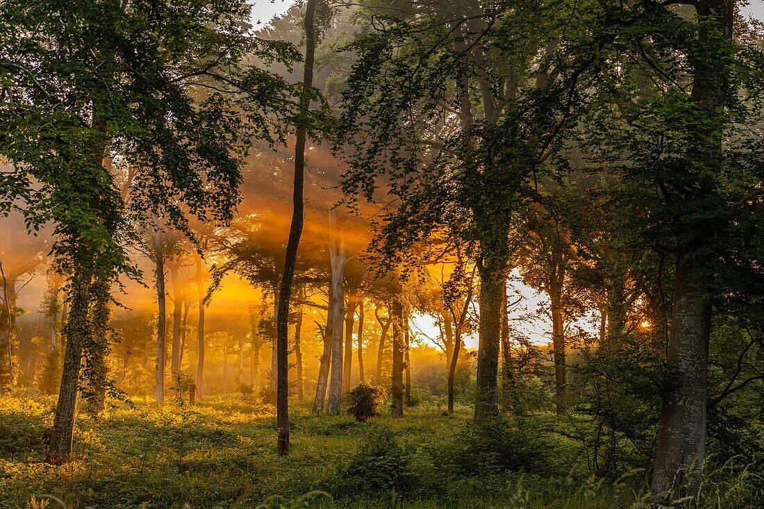 Frankreich,Somme,Crécy-en-Ponthieu,Sonnenstrahlen im Nebel im Wald von Crécy