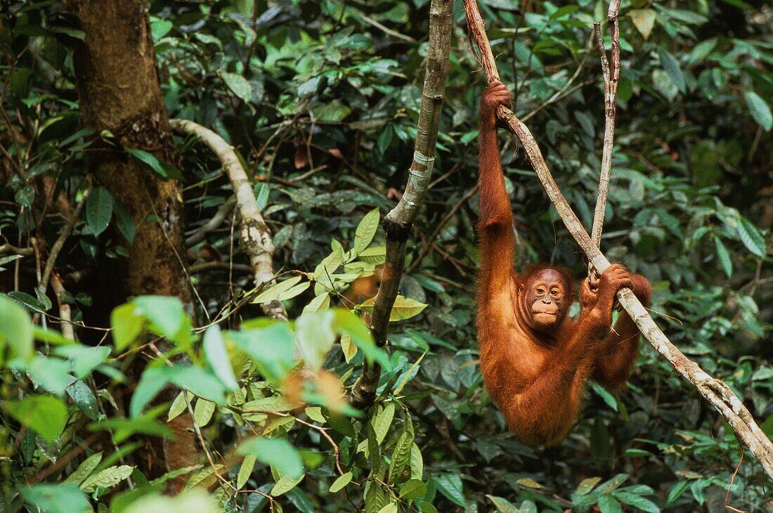 Malaysia,Sarawak,Semengok,das Semonggok Wildlife Rehabilitation Center liegt südlich von Kuching und ist ein Rehabilitationszentrum für verletzte oder gefangene Orangs-Utans