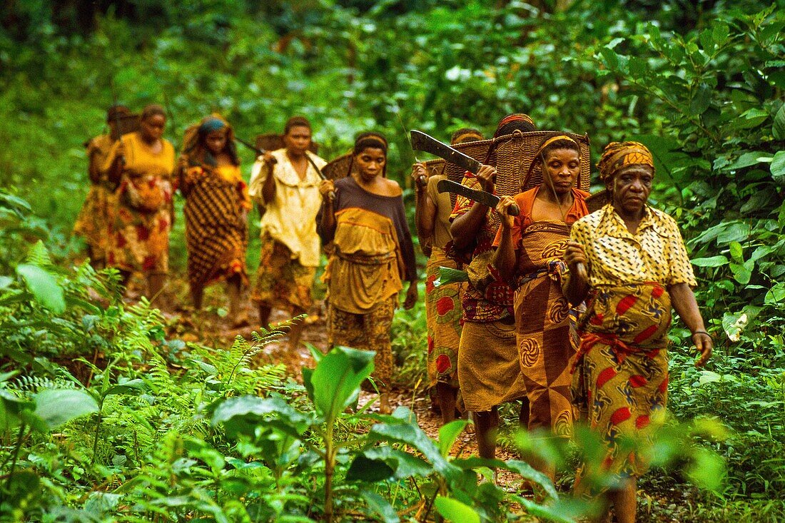 Congo, East, Lobeke, Baka women grow plants, such as plantains, cassavas and bananas, and practice beekeeping