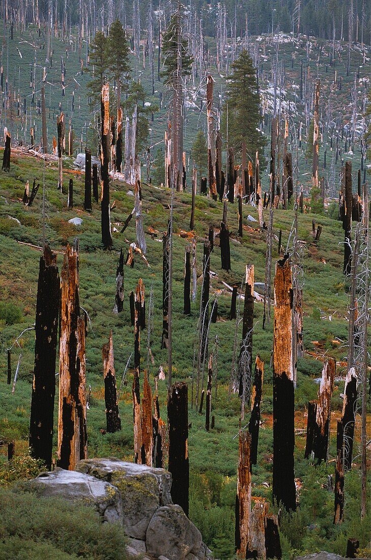 United States, California, Yosemite National Park, Fire plays an important role in the renewal of giant sequoia trees (Sequoiadendron giganteum)