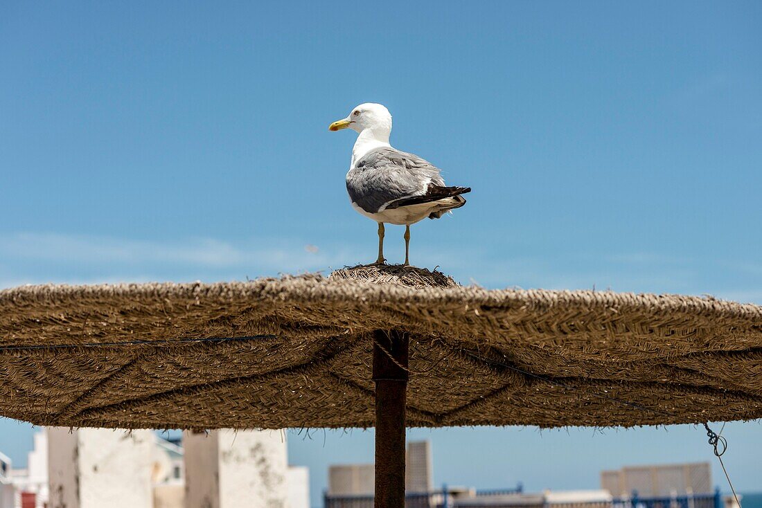 Morocco, Essaouira, Story :  Total renovation of a vintage spirit riad 