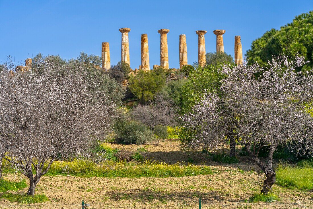 Tal der Tempel,UNESCO-Welterbe,Agrigento,Sizilien,Italien,Mittelmeer,Europa