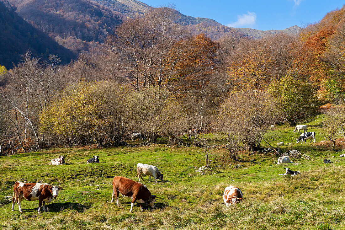 Oasi Zegna,Biella,Piemont,Italien,Europa