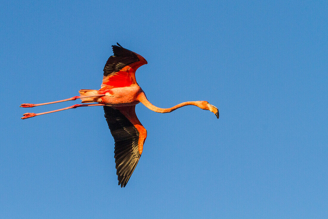 Großer Flamingo (Phoenicopterus ruber) im Flug über der Salzwasserlagune auf den Galapagos-Inseln,UNESCO-Welterbe,Ecuador,Südamerika