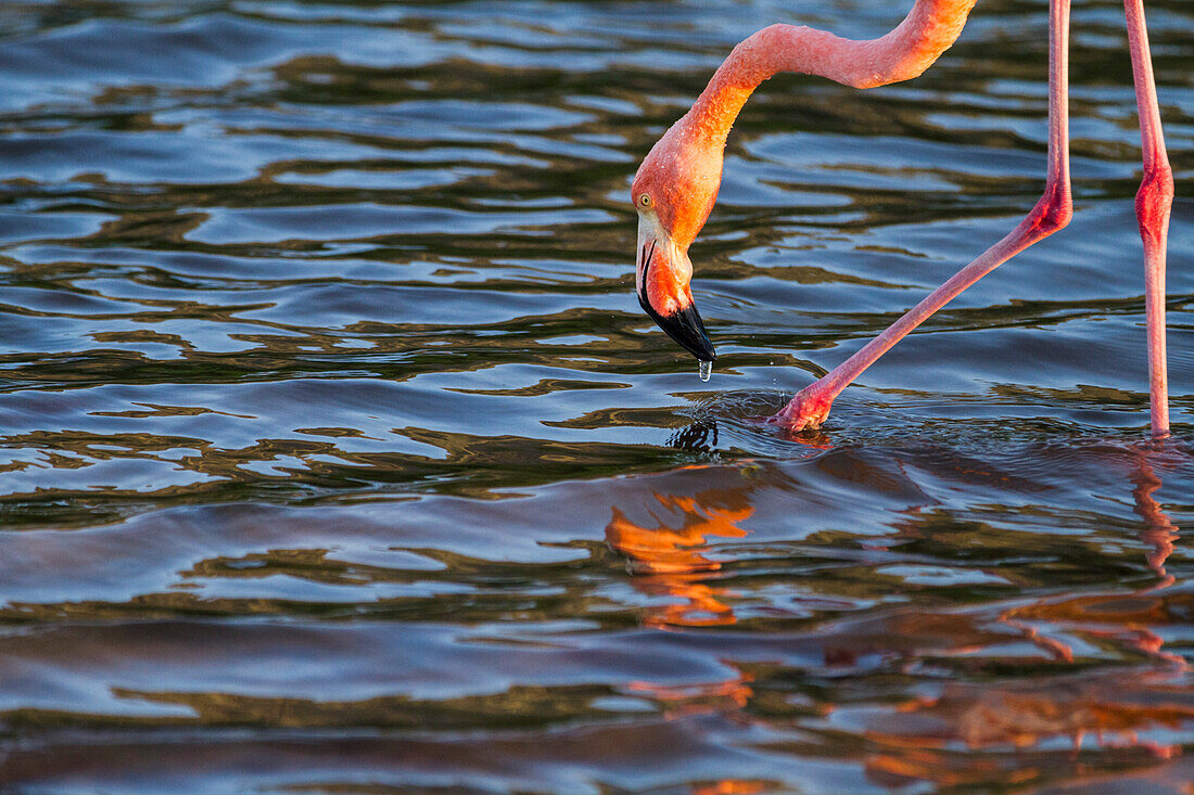 Greater flamingo (Phoenicopterus ruber) foraging for small pink shrimp in saltwater lagoon in the Galapagos Islands, UNESCO World Heritage Site, Ecuador, South America