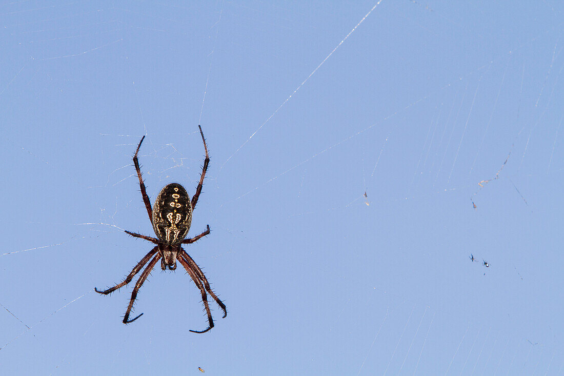 Makrofotografie einer Spinne (Ordnung Araneae) im Galapagos-Inselarchipel,UNESCO-Weltnaturerbe,Ecuador,Südamerika