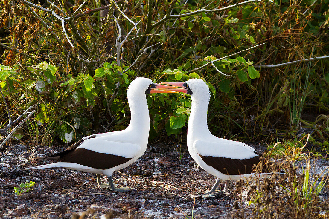 Adult Nazca booby (Sula grantii) courtship behavior in the Galapagos Island Archipelago, UNESCO World Heritage Site, Ecuador, South America