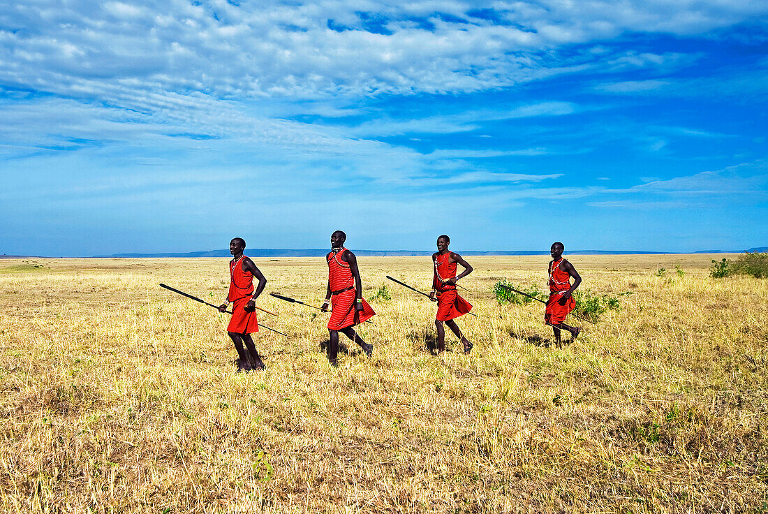 Vier Massai-Jäger laufen mit Speeren durch den Busch,Masai Mara National Reserve,Kenia,Ostafrika,Afrika