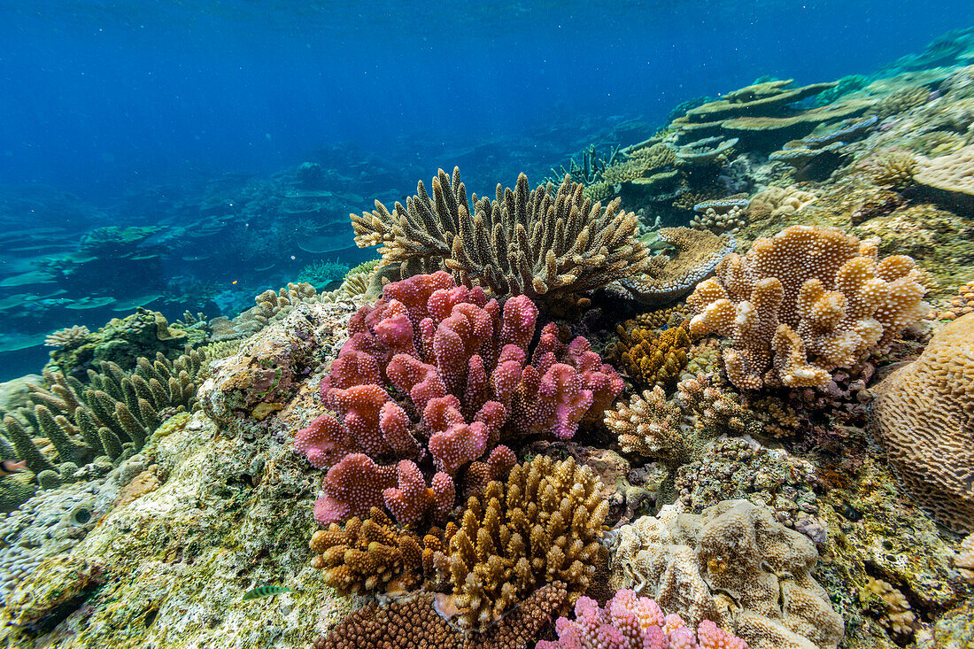 Eine Vielzahl von Hart- und Weichkorallen im Vatu-I-Ra Conservation Park auf Viti Levu,Fidschi,Südpazifik,Pazifik